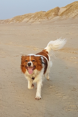 Bello
Bello walking on the beach
